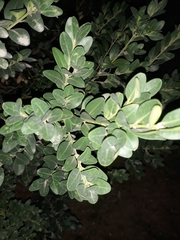 Buxus