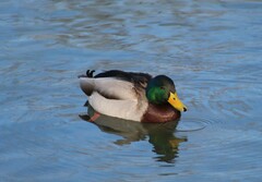 Anas platyrhynchos