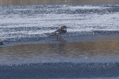Mergus merganser americanus