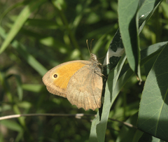 Hyponephele lupinus