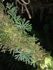 Elaphoglossum peltatum