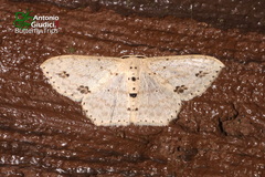 Scopula rufistigma