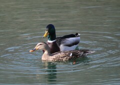 Anas platyrhynchos