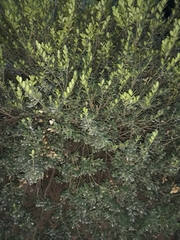 Buxus