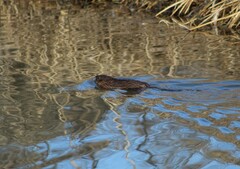 Ondatra zibethicus