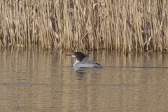 Mergus merganser americanus