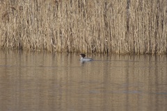 Mergus merganser americanus