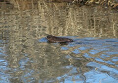 Ondatra zibethicus