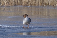 Mergus merganser americanus