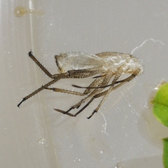 Adelphocoris lineolatus