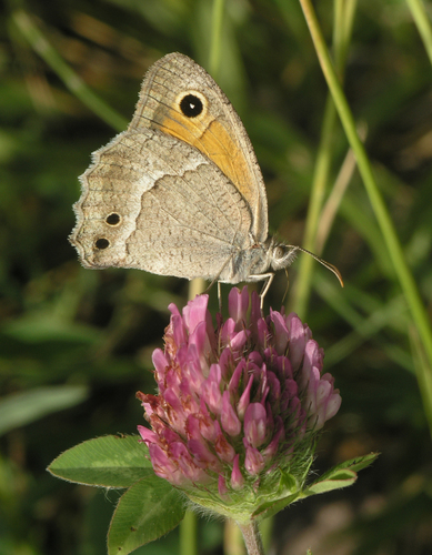 Hyponephele dysdora