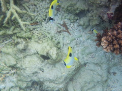 Chaetodon unimaculatus