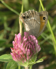 Hyponephele dysdora
