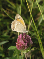 Hyponephele dysdora