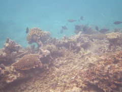 Acanthurus olivaceus