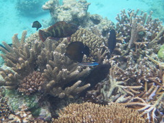 Zebrasoma scopas
