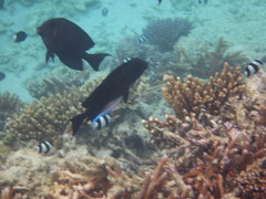 Ctenochaetus striatus