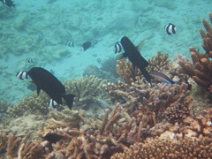 Ctenochaetus striatus