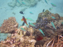 Amphiprion barberi