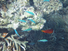 Amphiprion barberi