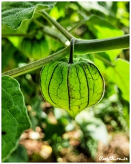Physalis peruviana