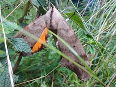 Coequosa australasiae