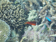 Amphiprion barberi