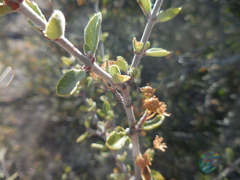 Ceanothus pauciflorus