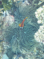 Amphiprion barberi