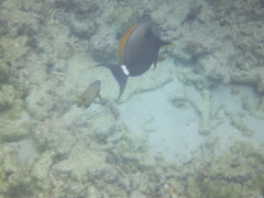 Acanthurus nigricauda