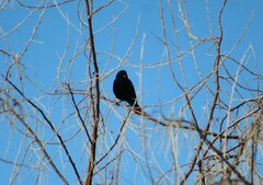 Agelaius phoeniceus