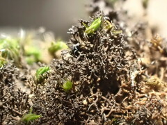 Pseudephebe pubescens