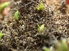 Pseudephebe pubescens