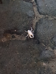 Munidopsis polymorpha