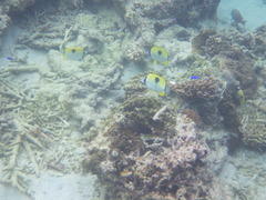 Chaetodon unimaculatus