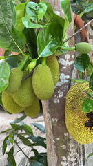 Artocarpus heterophyllus