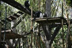 Colobus