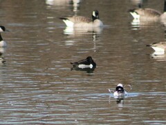 Aythya collaris