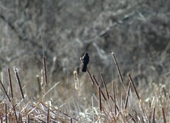 Agelaius phoeniceus