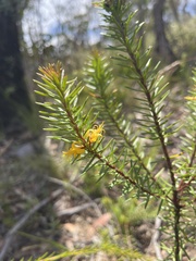 Persoonia hindii