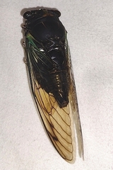 Neotibicen lyricen engelhardti