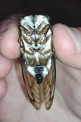 Neotibicen lyricen engelhardti