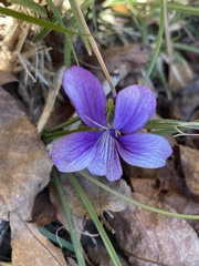 Viola mandshurica