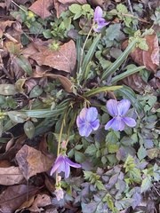 Viola mandshurica