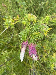Grevillea acanthifolia