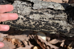 Jackrogersella multiformis