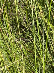 Eulamprus leuraensis