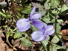 Viola mandshurica