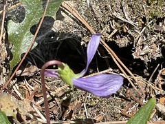 Viola mandshurica