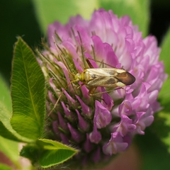 Adelphocoris lineolatus